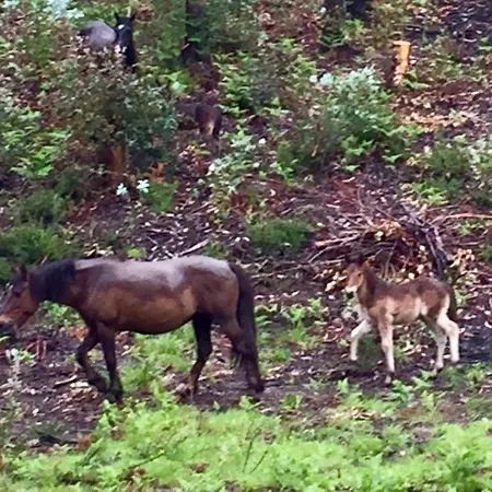 度假居 Casa Lia Da Porta *